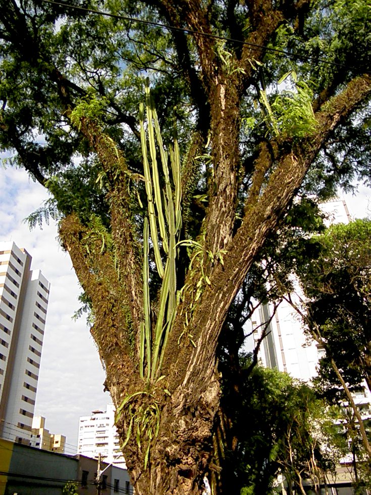 verde_em_londrina